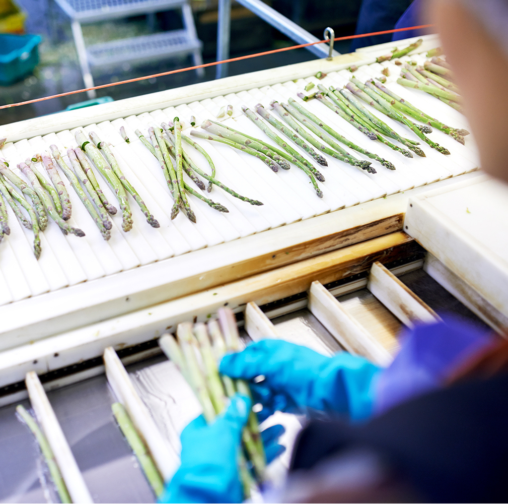 Sorting through the asparagus